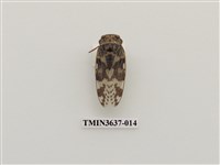 藏品(小蟪蛄)的圖片